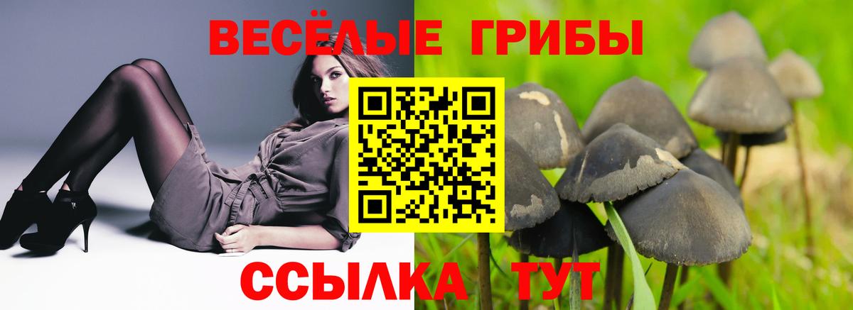 Псилоцибиновые грибы Psilocybe Унеча